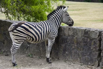 Foto op Plexiglas zebra in wild, nature and wildlife, Beautiful zebras standing and eating on a grass field © Djackson Elias