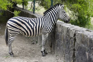Rolgordijnen zebra in wild, nature and wildlife, Beautiful zebras standing and eating on a grass field © Djackson Elias