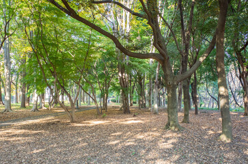 東京都立・砧公園