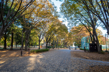 東京都立・砧公園