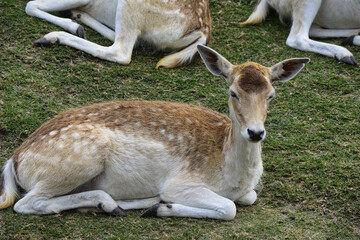 Spotted deer wild animal in national park