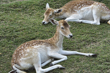 Spotted deer wild animal in national park
