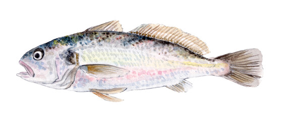 シログチ 手描き水彩画