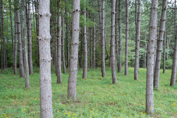 Confier forest in the rural northeastern United States 