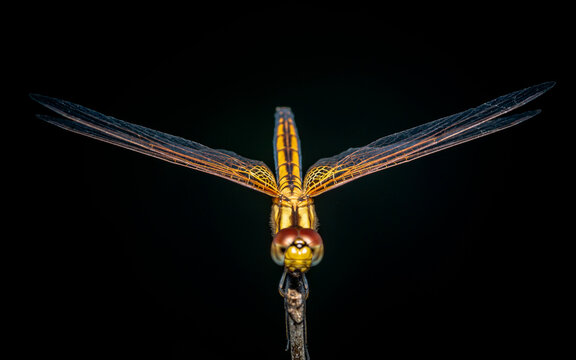 Close up of Dragonfly perched on a tree branch with focusing at texture of wing , dry wood and nature background, Selective focus, insect macro, Colorful insect in Thailand.