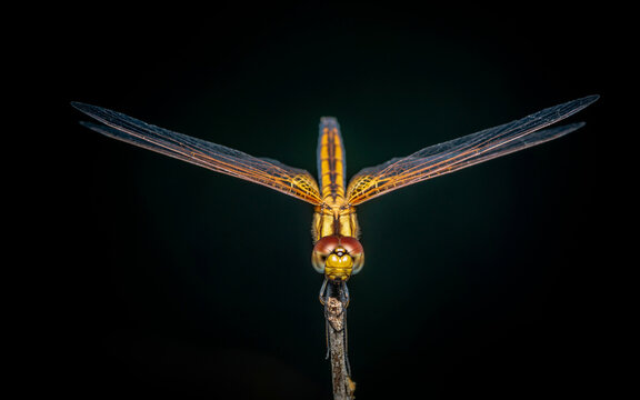 Close up of Dragonfly perched on a tree branch, dry wood and nature background, Selective focus, insect macro, Colorful insect in Thailand.