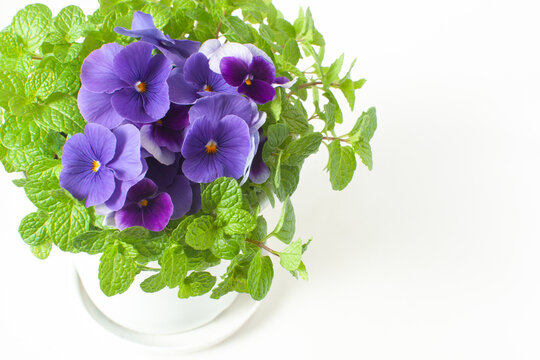 スミレとハーブのミント