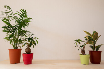 並べた観葉植物の背景画像