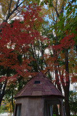 Autumn leaves in full bloom, beautiful gradation of maple, landscape background of autumn leaves hunting, autumn-winter image