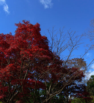 Autumn leaves in full bloom, beautiful gradation of maple, landscape background of blue sky and autumn leaves, maple picking, autumn and winter