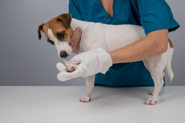 Veterinarian washing a jack russell terrier dog with a disposable wet glove. Pet hydrosol cleaning gloves. 