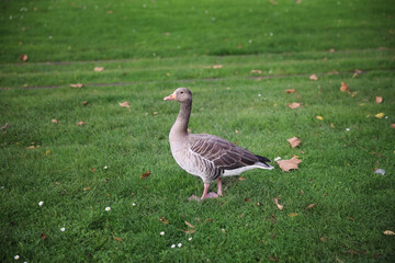 An adult size wild Canada Goose bird stands on vibrant green grass. The large bird has brown, black, and white feathers. With a long black neck with a white patch. The animal has its head up.