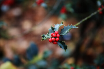 Christmas Holly With Red Berries. Traditional festive decoration. Holly branch with red berries on white.
