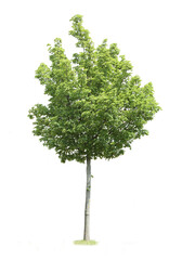 tree isolated on white background. single tree isolated on white background.