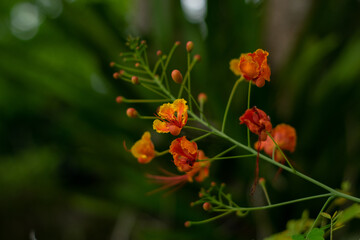 Close-up orange flower with leaves