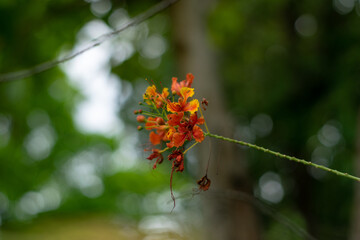 Close-up orange flower with leaves