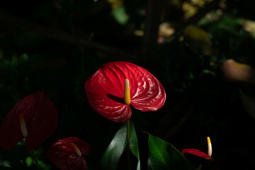 Close-up red poppy flower