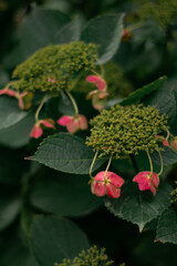 Close-up flower of a plant