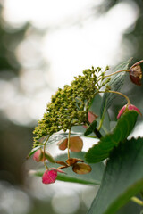Close-up flower of a plant