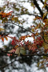 Close-up red berries in autumn