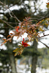 Close-up red berries in autumn