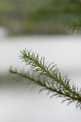 Close-up branch of a pine