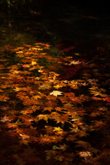 Close-up autumn leaves in the water