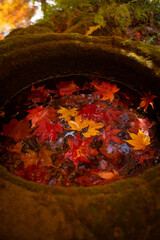 Close-up autumn leaves in the water