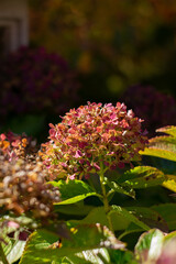 Close-up flowers in the garden