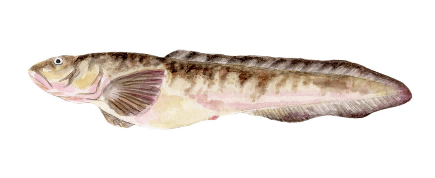 タナカゲンゲ 手描き水彩画