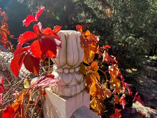 the top of the Chinese marble balustrade with virginia creeper (Parthenocissus quinquefolia) in...