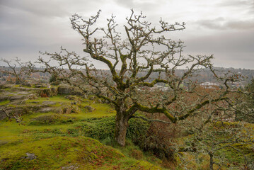 landscape of Christmas Hill, Vancouver Island