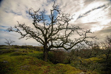 landscape of Christmas Hill, Vancouver Island