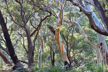 Sandstone gully sclerophyll forest of Scribbly Gum, Eucalyptus haemastoma, and Sydney Red Gum, Angophora costata, with an understory of Bracken Fern, Pteridium esculentum, in Sydney, NSW, Australia - 545566126