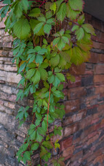 Green virginia creeper leaves. House facade with stone wall ornate with Parthenocissus quinquefolia Virginia creeper.
