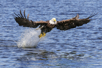 Bald Eagle Catching Fish