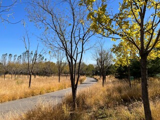 trees in the autumn - dry ornamental grasses