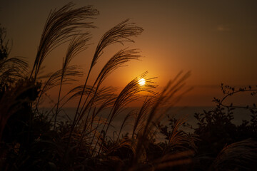 朝焼けのすすき野原