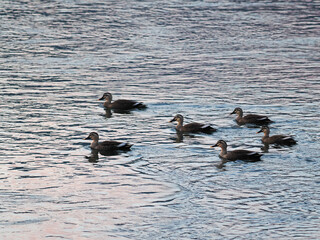 カルガモたち