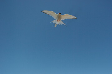 flying terns against the blue sky