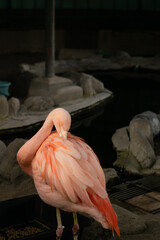 Close-up pink flamingo on the beach