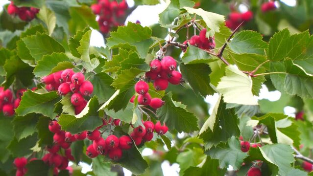 Berries of red viburnum on a branch to sway a light wind. Soft selective focus. Camera panning