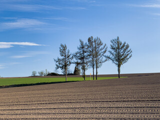field and forest in spring