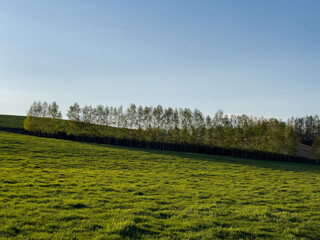 Obraz premium A row of trees in the evening sun