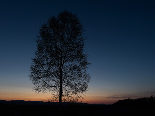 Silhouette of birch trees in the sunrise