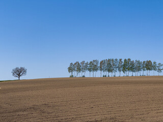 Fototapeta na wymiar Spring hills lined with trees