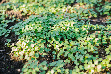 Micro-green foliage background. Close-up of micro green mustard plants in the garden. Vegan and healthy superfood.Spring vitamin deficiency.