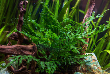 Bolbitis fern on a snag in a freshwater aquarium.