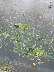 leaves in water