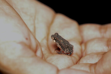 Obraz premium frog in hand